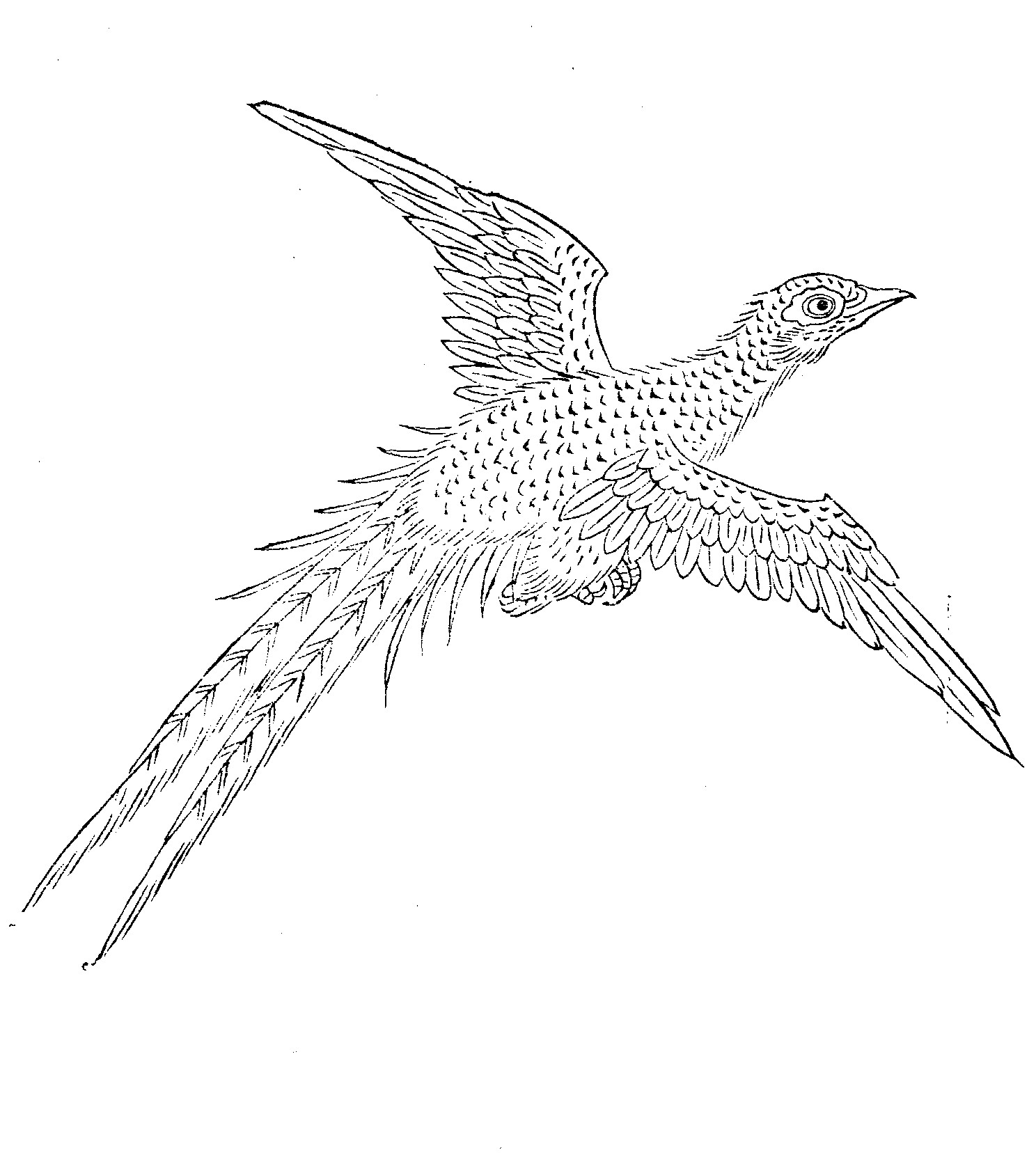 Jingwei (精卫)
